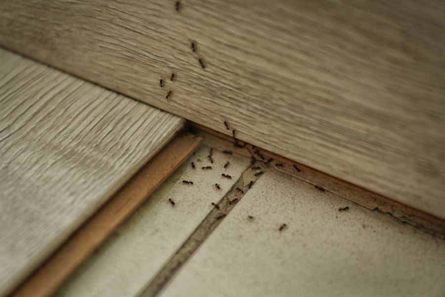 Carpenter ant extermination by Bradford Pest Control of VA