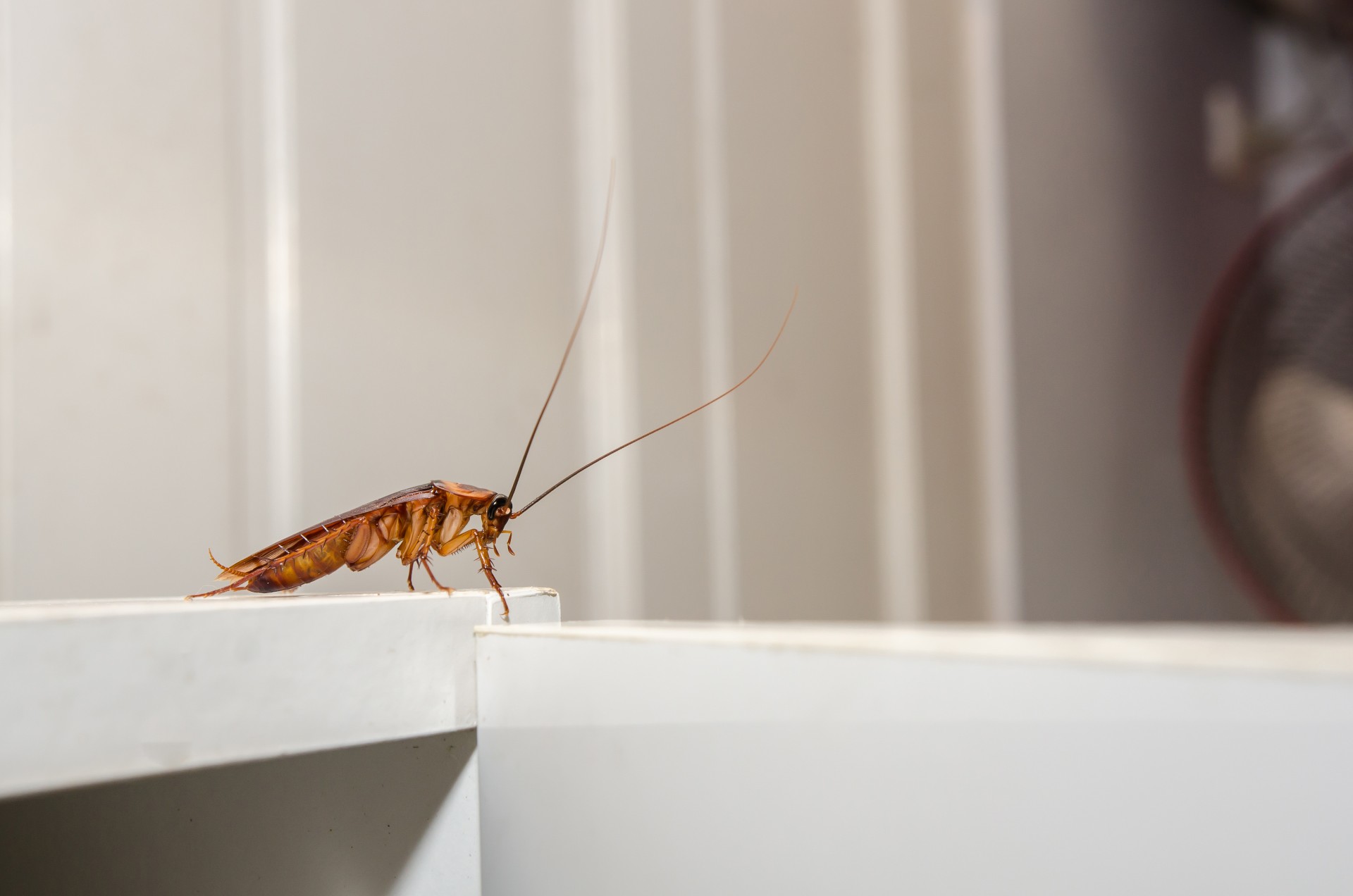 Cockroach Extermination by Bradford Pest Control of VA