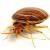 Manassas Bedbug Extermination by Bradford Pest Control of VA