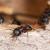 Rappahannock Academy Ant Extermination by Bradford Pest Control of VA