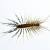 Casanova Centipedes & Millipedes by Bradford Pest Control of VA