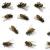Locust Grove Pest Control by Bradford Pest Control of VA