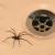 Goldvein Insects & Spiders by Bradford Pest Control of VA