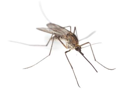 Mosquito & Tick Control by Bradford Pest Control of VA