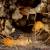 Spotsylvania Termite Control by Bradford Pest Control of VA