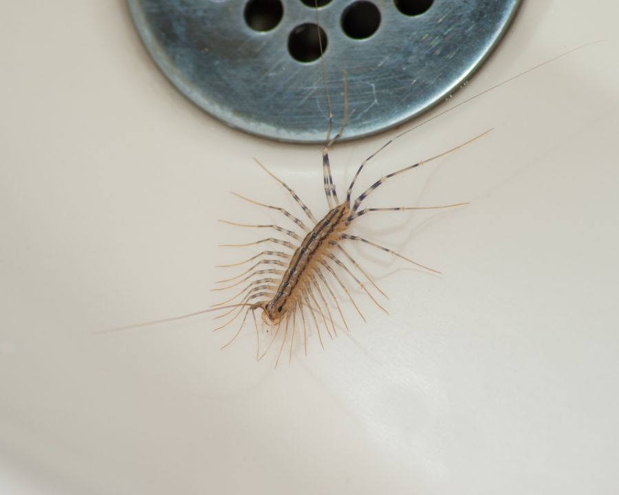 Centipede and millipede control by Bradford Pest Control of VA Inc.