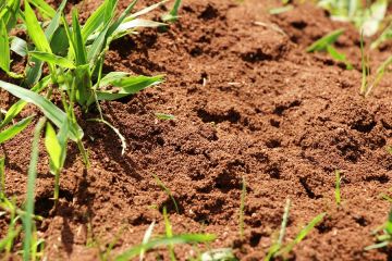 Fire Ant Extermination in Jersey by Bradford Pest Control of VA