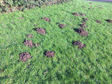 Triangle Mole Removal Services