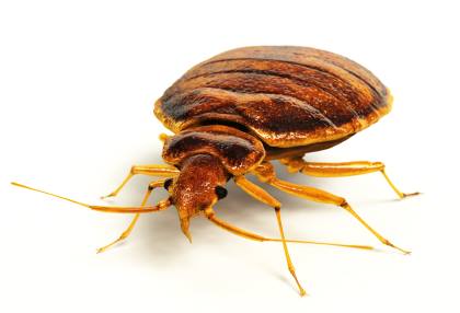 Bed bug extermination by Bradford Pest Control of VA