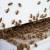 Spotsylvania Bee Control by Bradford Pest Control of VA