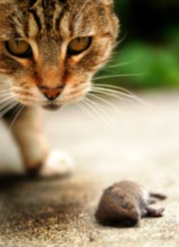Rodent control in Manassas by Bradford Pest Control of VA Inc.