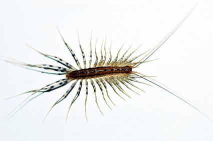 Centipede and millipede control by Bradford Pest Control of VA