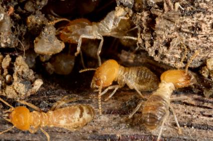 Termite control by Bradford Pest Control of VA