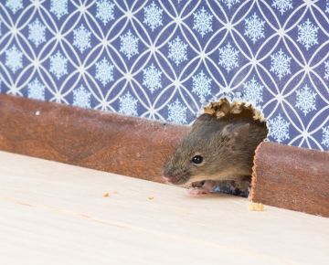 Mice Extermination in Triangle by Bradford Pest Control of VA Inc.